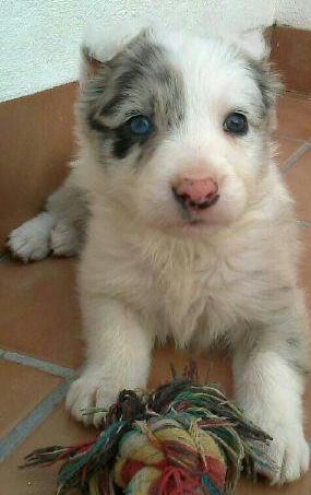 Border collie Azul Mirlo con ojos azules cachorro