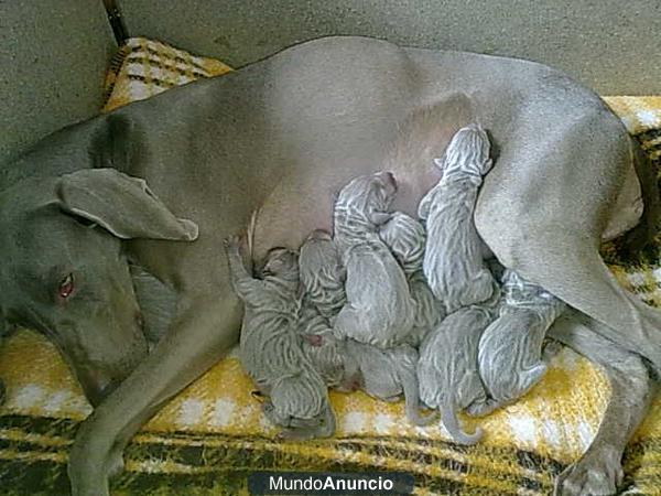 braco de weimaraner