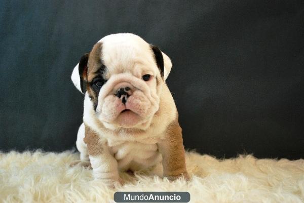 Bulldog ingleses excelentes lineas de cachorros con 2 meses