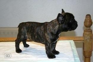 CACHORRO BULLDOG FRANCES 480 EUROS PEDIGREE