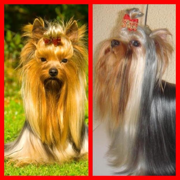 cachorros yorkshire terrier minis