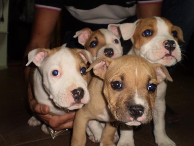 Camada American Staffordshire terrier