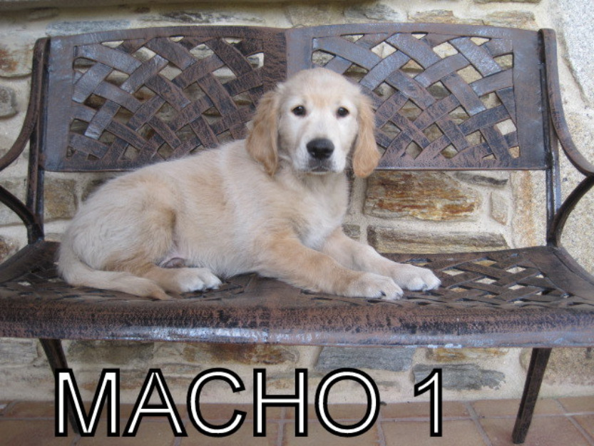 Preciosos machos  Golden Retriever