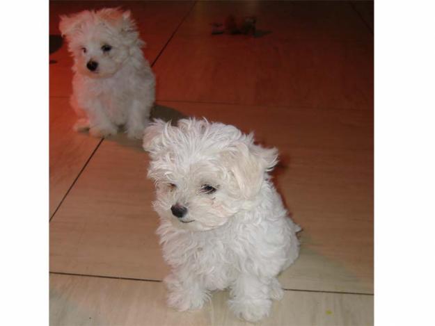 Se venden cachorros Bichon Maltes