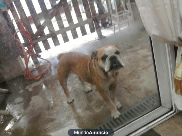 VENDO BULLDOG INGLES