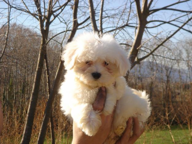 CACHORROS BICHON MALTÉS