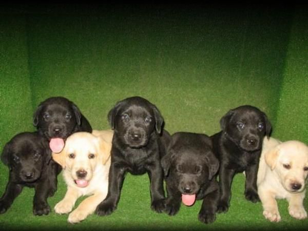 BONITOS LABRADORES 190 Euros .:.