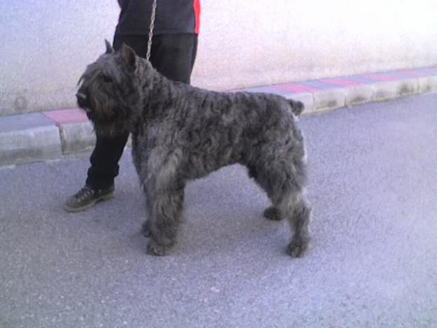 bouvier de flandes