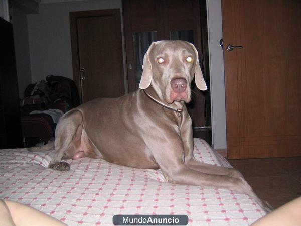 BRACO DE WEIMARANER