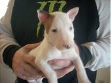 BULL TERRIER CACHORRO sólo tendrás que pagar por sus gastos de transporte para que se transportarán a usted