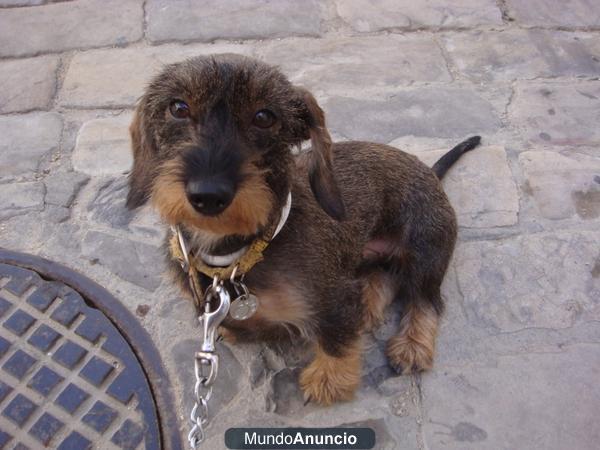 Busco Macho Teckel Miniatura de pelo duro para montar a mi hembra de 4 kilos.