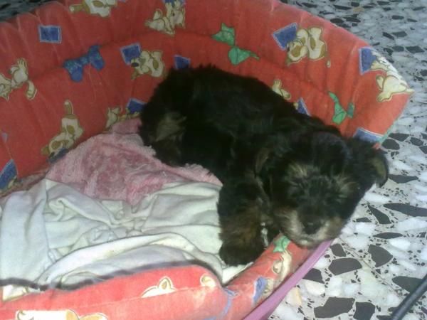 Cachorrito yorkshire 150 euros urge venta