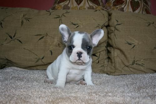 Cachorros bulldog francés que están en adopción.