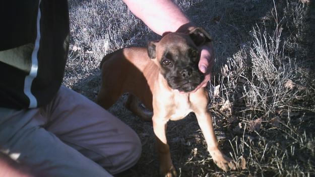 cachorros de boxer