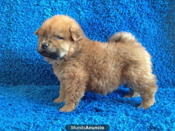 CACHORROS DE CHOW CHOW, SOMOS CRIADORES, SOMOS WWW.DOOGS.ES