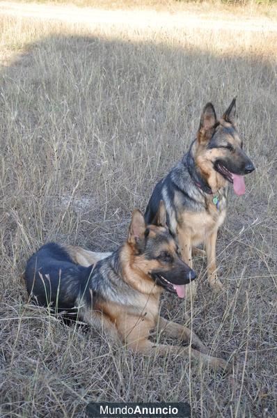 Cachorros de pastor aleman con pedigree