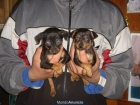 CACHORROS DE PINSCHER MINIATURA 490 - mejor precio | unprecio.es