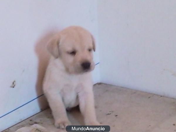 cachorros labrador retriever blanco