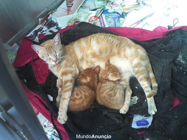 Familia de gatos en peligro - Almeria