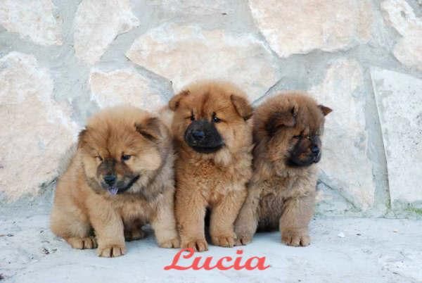 Magnificos cachorros Chow-chow, garatia veterinaria