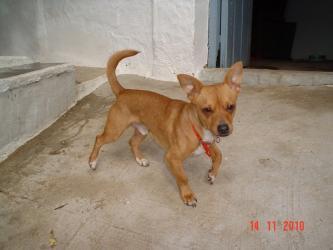 SCOTTY CRUCE CHIGUAGUA, CACHORRO!!ADOPCION O AGOGIDA URGENTE!!! EN EL REFUGIO ME MATAN!!