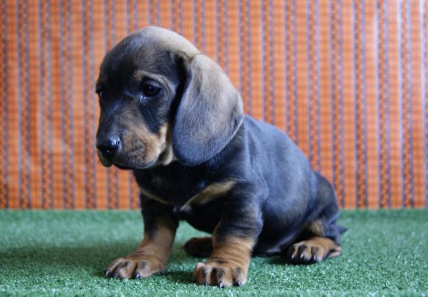 Teckel Miniatura cachorritos de raza con pedigree