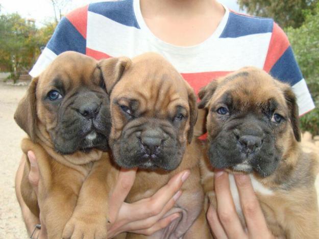 Ultimas cachorras de boxer