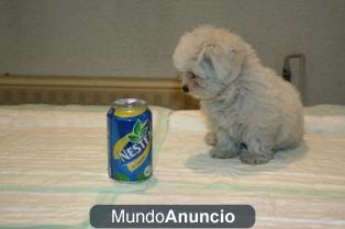 Bichon Maltes, mini con pedigree.