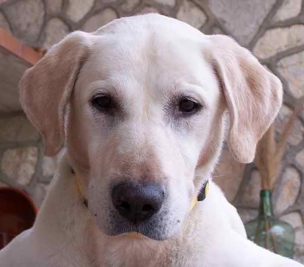 Bruno, labrador ciego, busca lazarillo humano