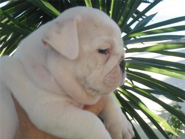 Bulldog Ingles Busca Novia