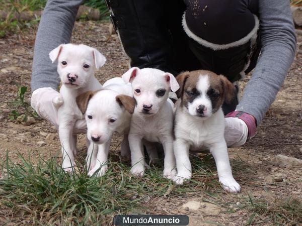 Cachorros Jack Russell 250€