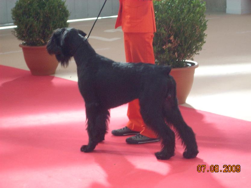 Cachorros schnauzer gigante negro