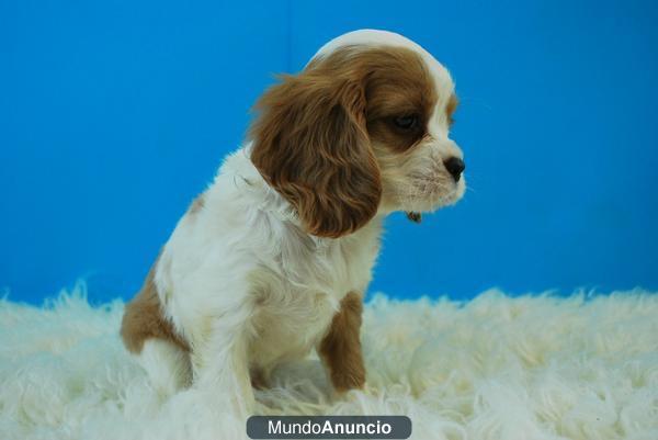 kING CAVALIER CON DOS MESES, EXCELENTE CALIDAD