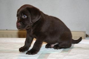 Labradores chocolate de 2 meses