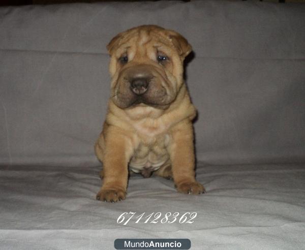 SHAR PEI ...CACHORRO