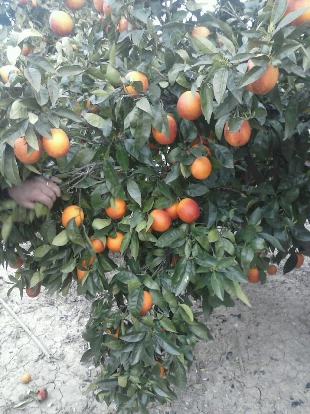 Venta directa de agricultor a fruterias o directas al consumidor