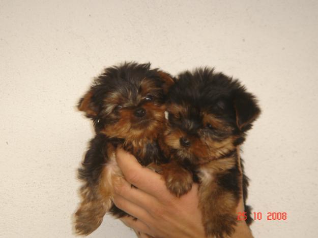 yorkshire cachorros