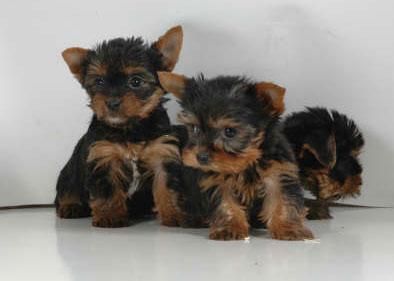 Yorkshire, pequeños cachorros en venta