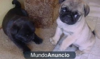 Carlino Magnifica Pedigree Rsce» - mejor precio | unprecio.es