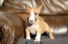 BULLTERRIER MINIATURA DE GRAN CALIDAD - mejor precio | unprecio.es