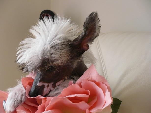 Cachorros de crestado chino hairless y powderpuff