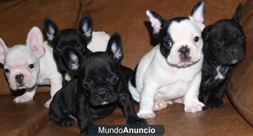 REGALO BULLDOG FRANCES, PURA RAZA