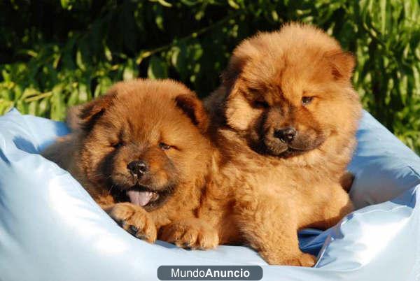 SE BUSCA FAMILIA PARA CACHORRO CHOW CHOW