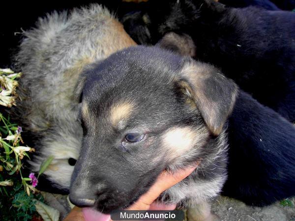 SE VENDEN CACHORROS DE PASTOR ALEMÁN