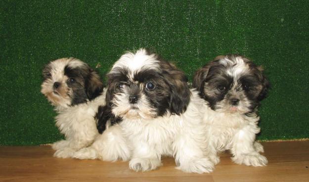 SHIH TZU,290€