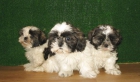 SHIH TZU,290€ - mejor precio | unprecio.es