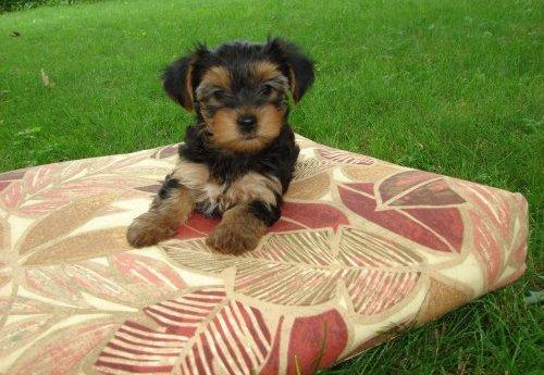 tenemos dos adorables cachorros yorkie