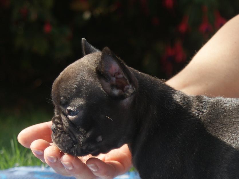 Excelentes cachorros de bulldog francés