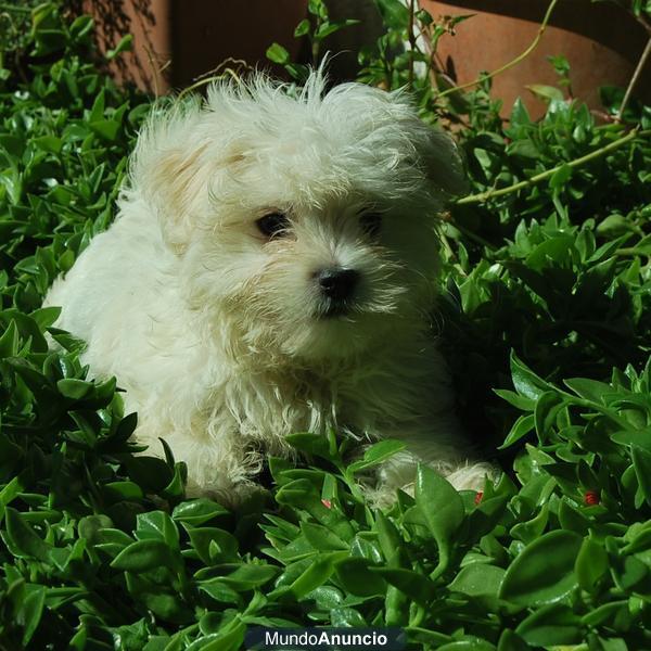 Bichon Maltes listos para entregar 2 meses