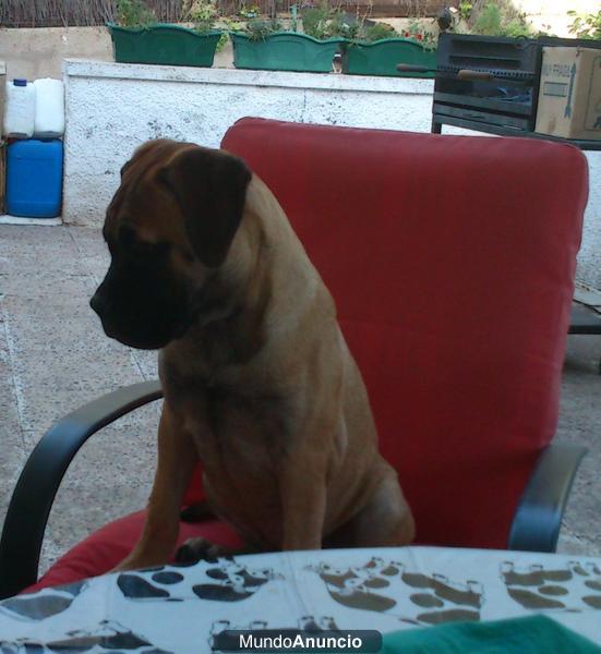 BULLMASTIFF HEMBRA